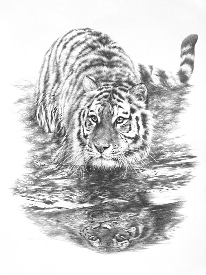 Jules Kesby Tiger drawing